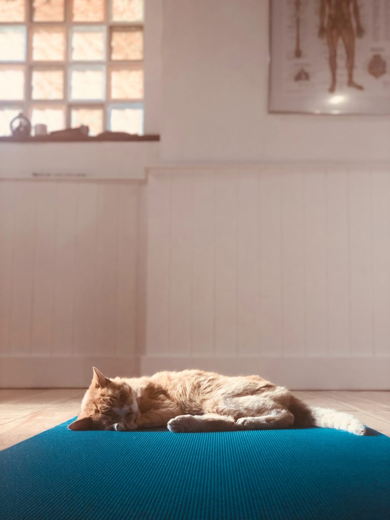 Cat sleeping
